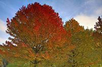 Cjp_2009_10_29_151144 (1)_HDR-D1.jpg